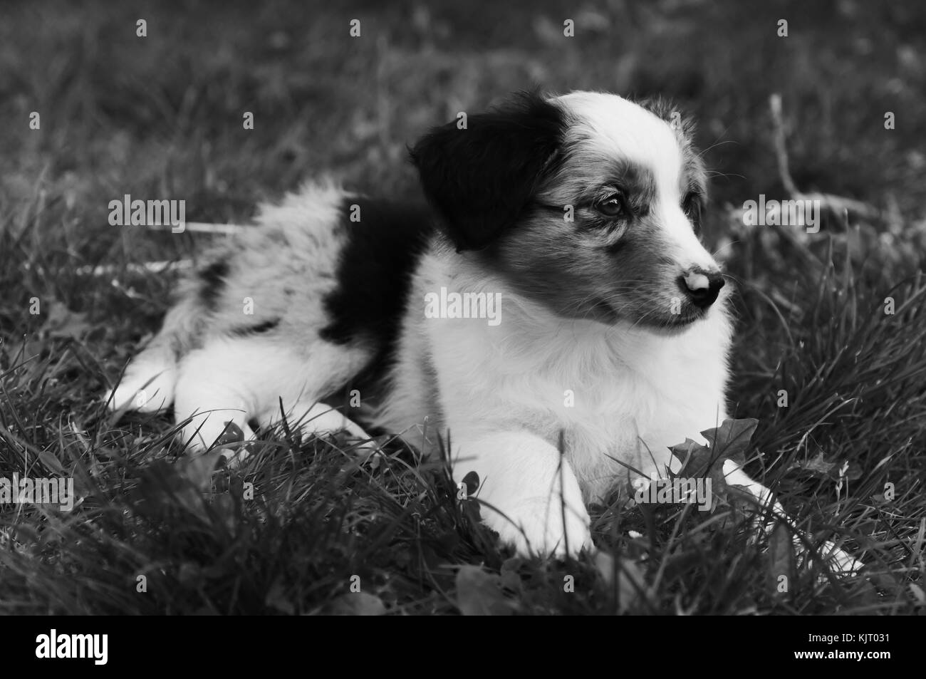 Portrait d'un chien de berger australien Banque d'images noir et blanc
