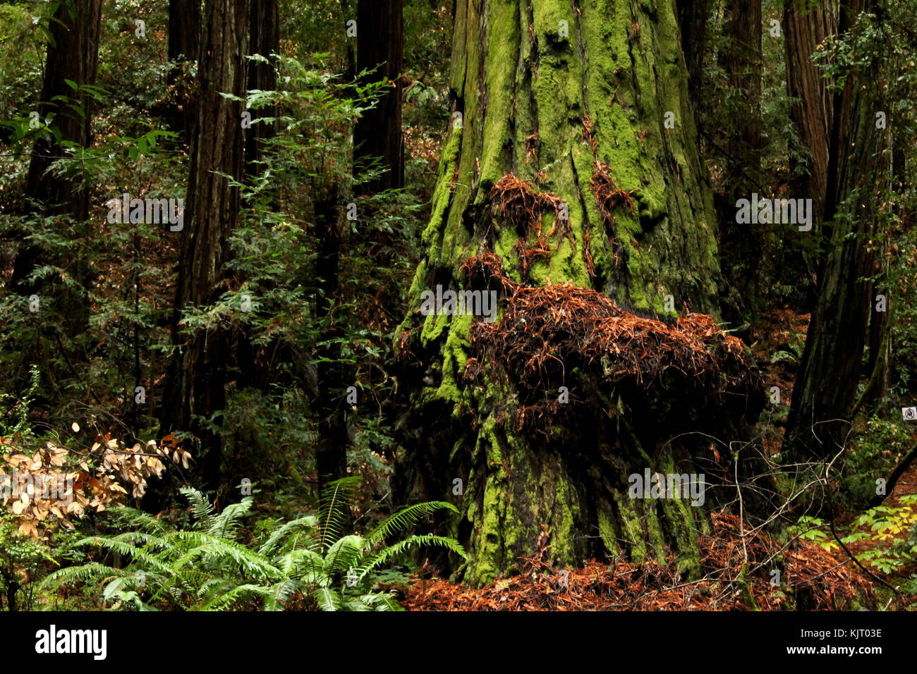 Un séquoia moussu dans Muir Woods en Californie du nord Banque D'Images