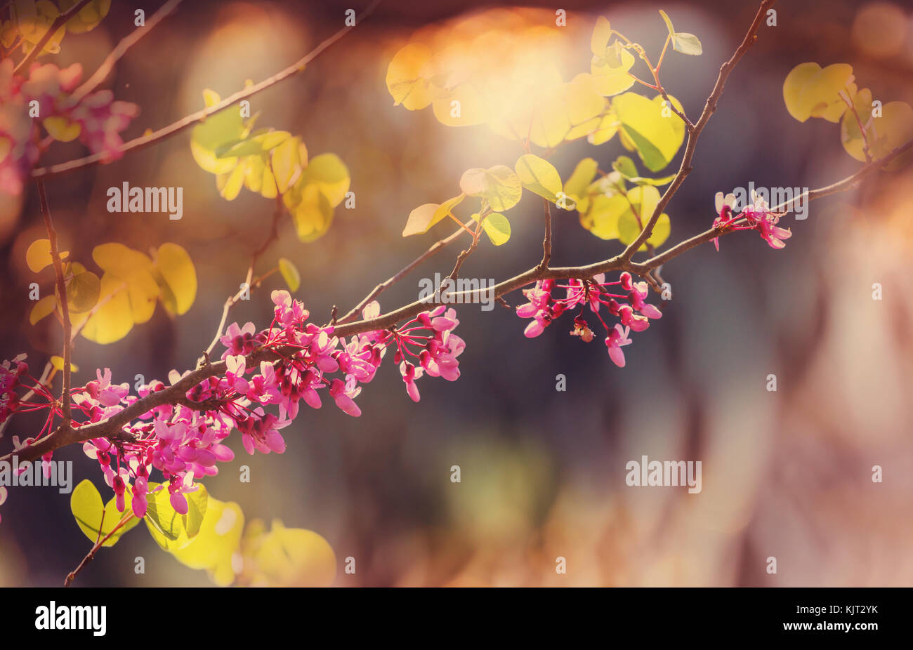 Redbud tree, fleurs roses fond printemps Banque D'Images