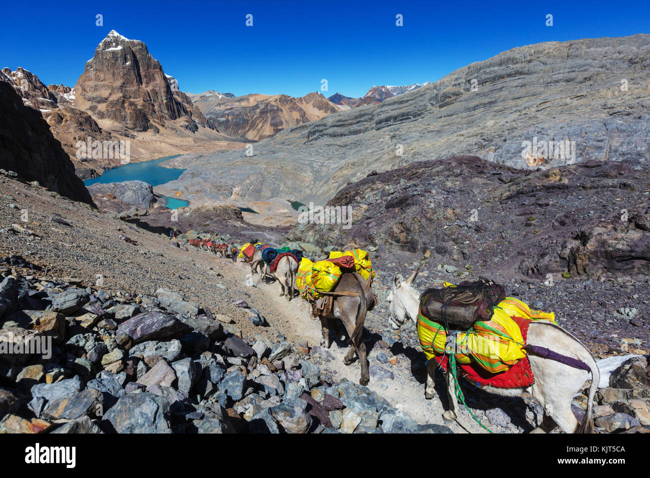 Caravane de l'âne dans cordiliera, huayhuash Pérou, Amérique du Sud Banque D'Images