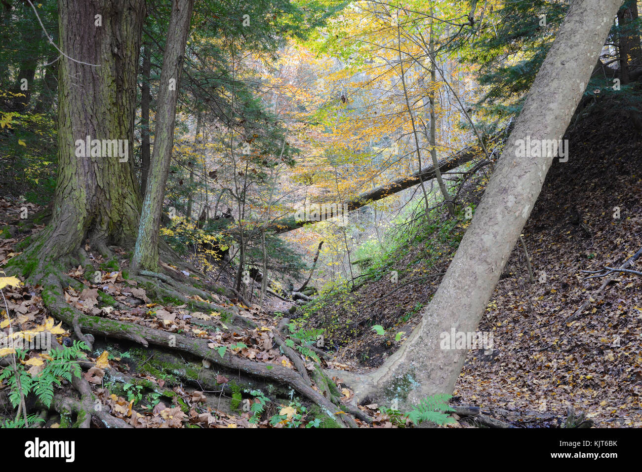 Parc d'état de nuances, parke Comté (Indiana) 1017 Banque D'Images