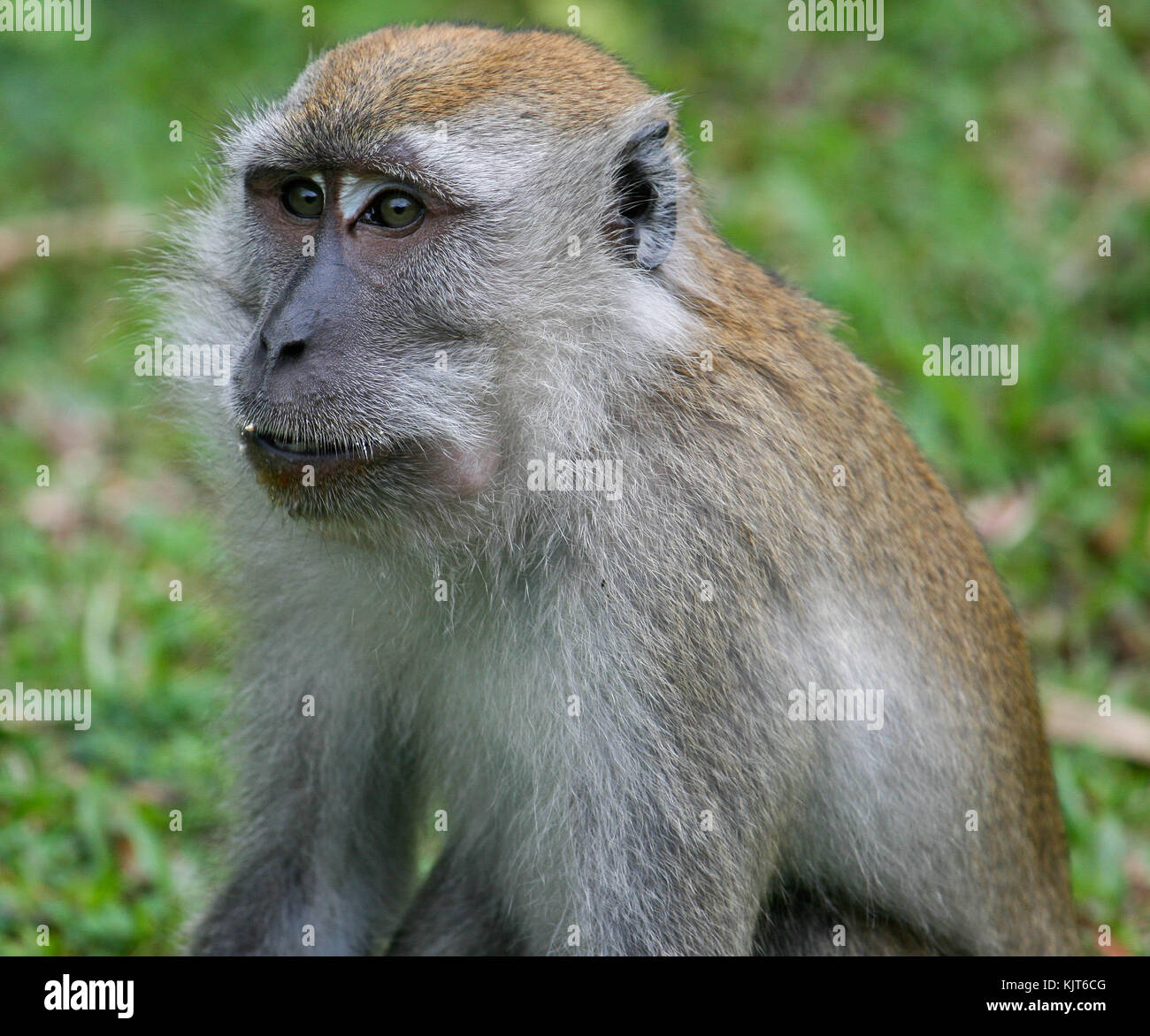 Un macaque à longue queue (Macaca fascicularis). Fraser's Hill, la Malaisie Banque D'Images