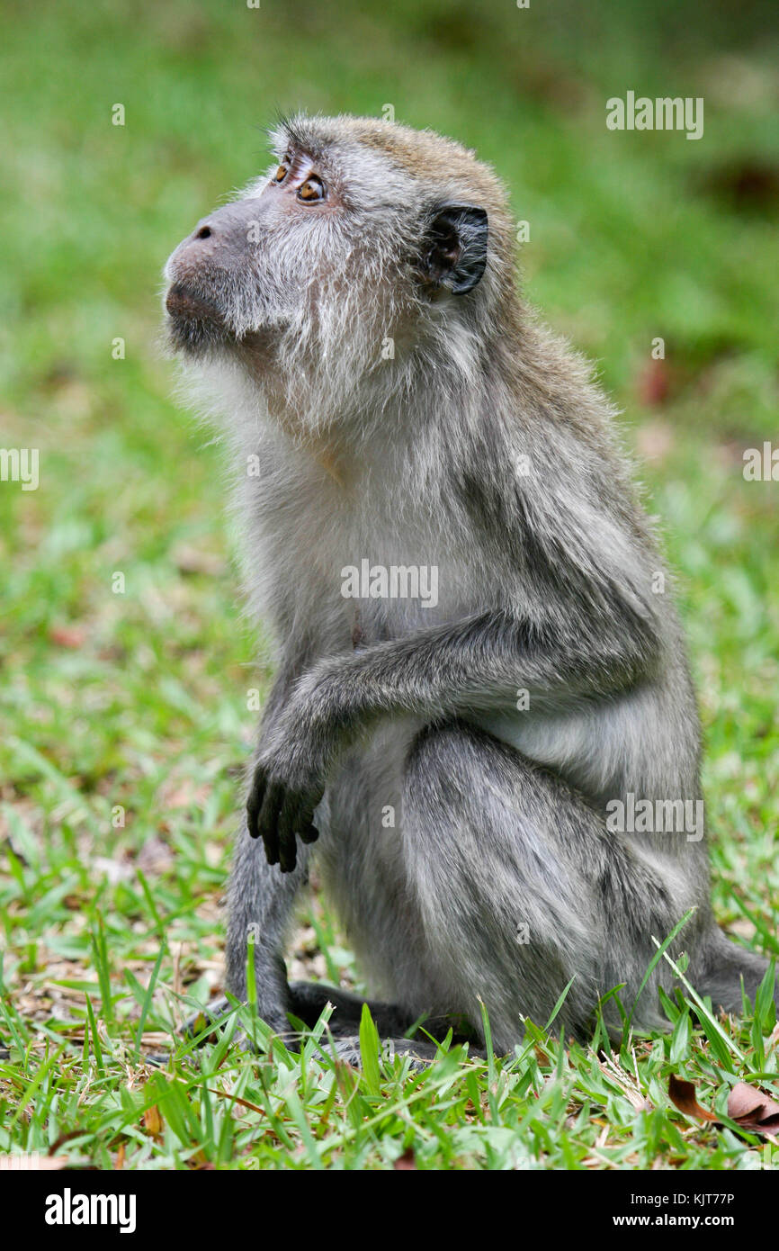 Un macaque à longue queue. Fraser's Hill, la Malaisie Banque D'Images