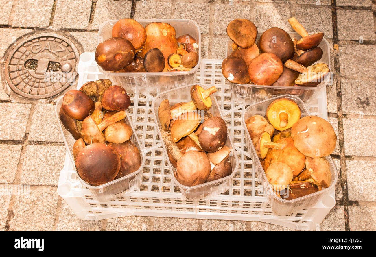 Les commerçants du marché de la vente des champignons sauvages et des champignons recueillis à partir de la forêt locale de petits stands sur le marché à Czestochowa en Pologne au cours de l'automne temps Banque D'Images
