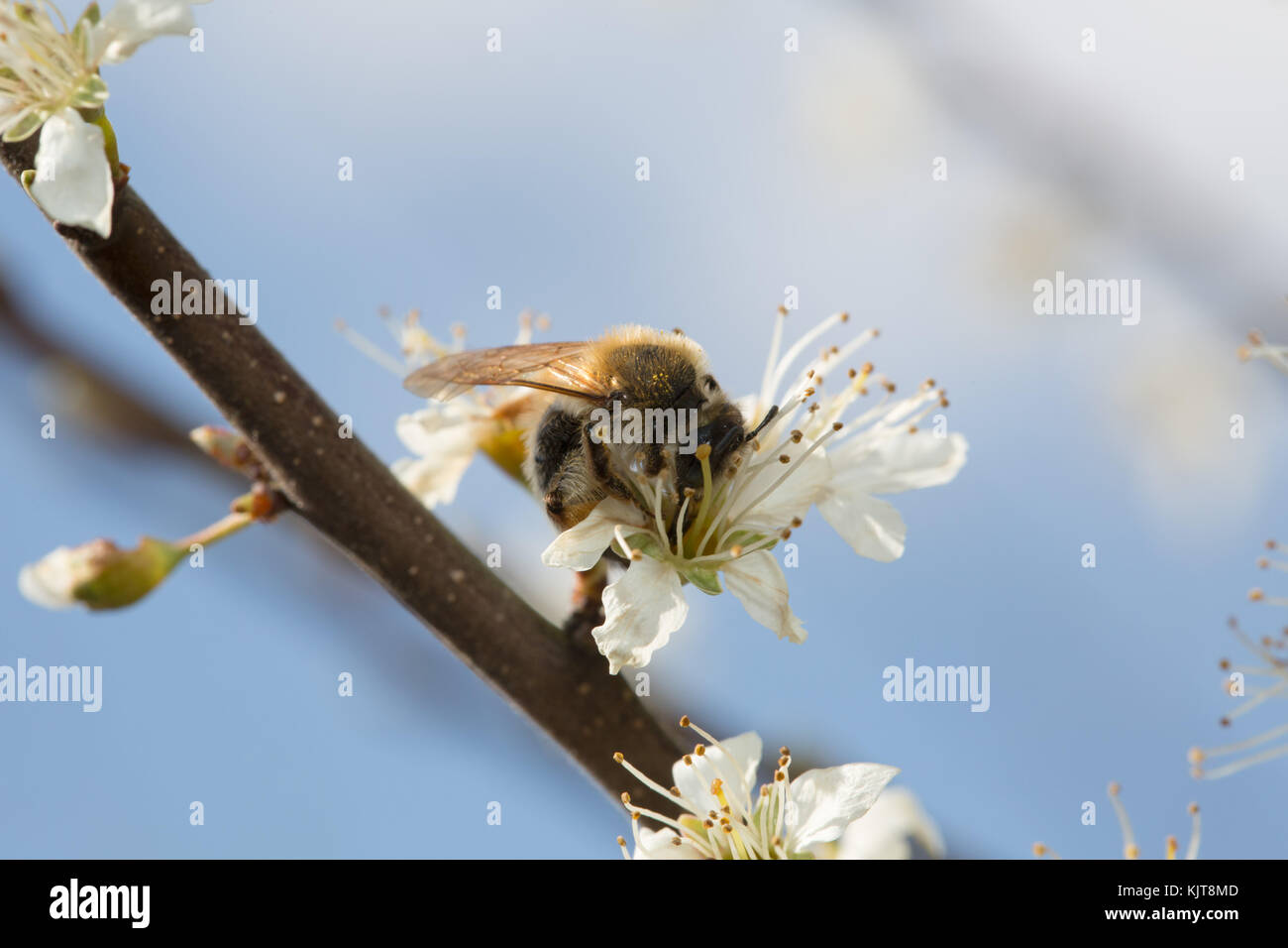 Abeille sauvage sur le noir Banque D'Images