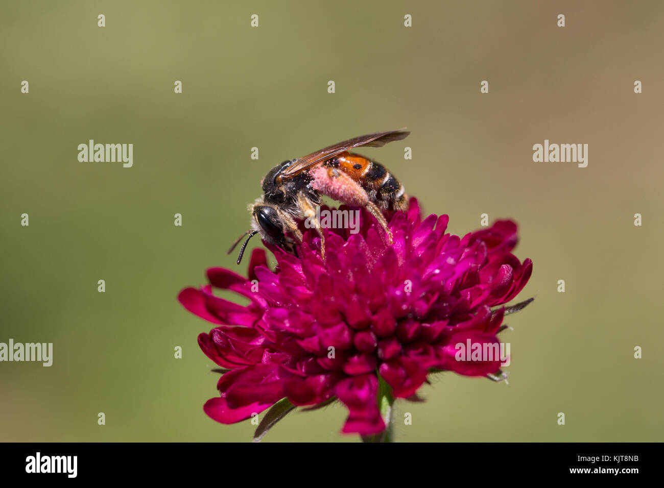 Une abeille minière (Andrena hattfiana) sur le terrain scabieux (Knautia arvensis) Banque D'Images