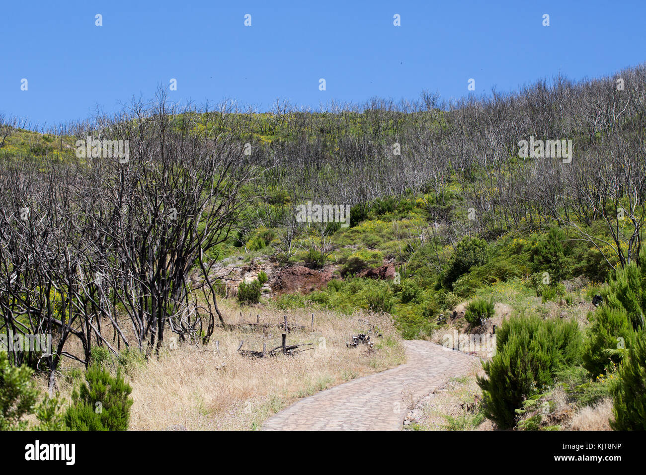 Forêt brûlée récupère Garajonay ci-dessous (La Gomera) Banque D'Images