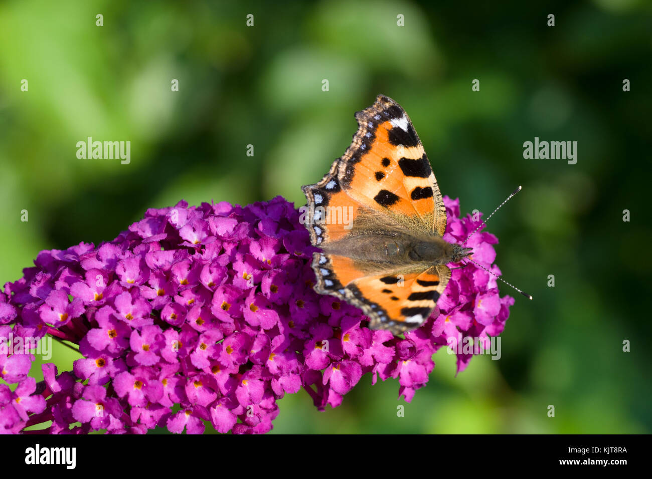Aglais urticae, le petit tortoiseshell, sur un bourgedleja Banque D'Images