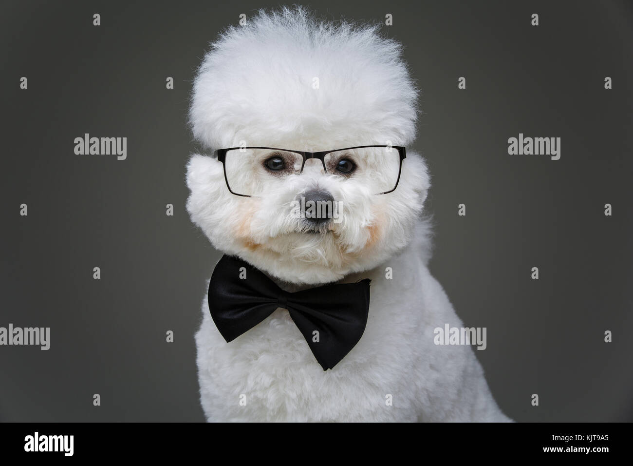 Beau jeune niçoise bichon chien dans bowtie et verres Banque D'Images