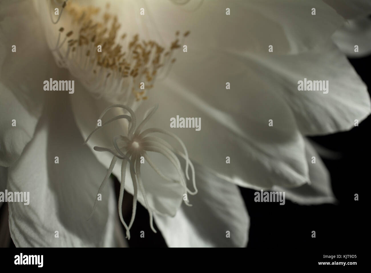 Studio photo d'une Night Blooming Cereus flower en utilisant la technique de la lumière. Banque D'Images