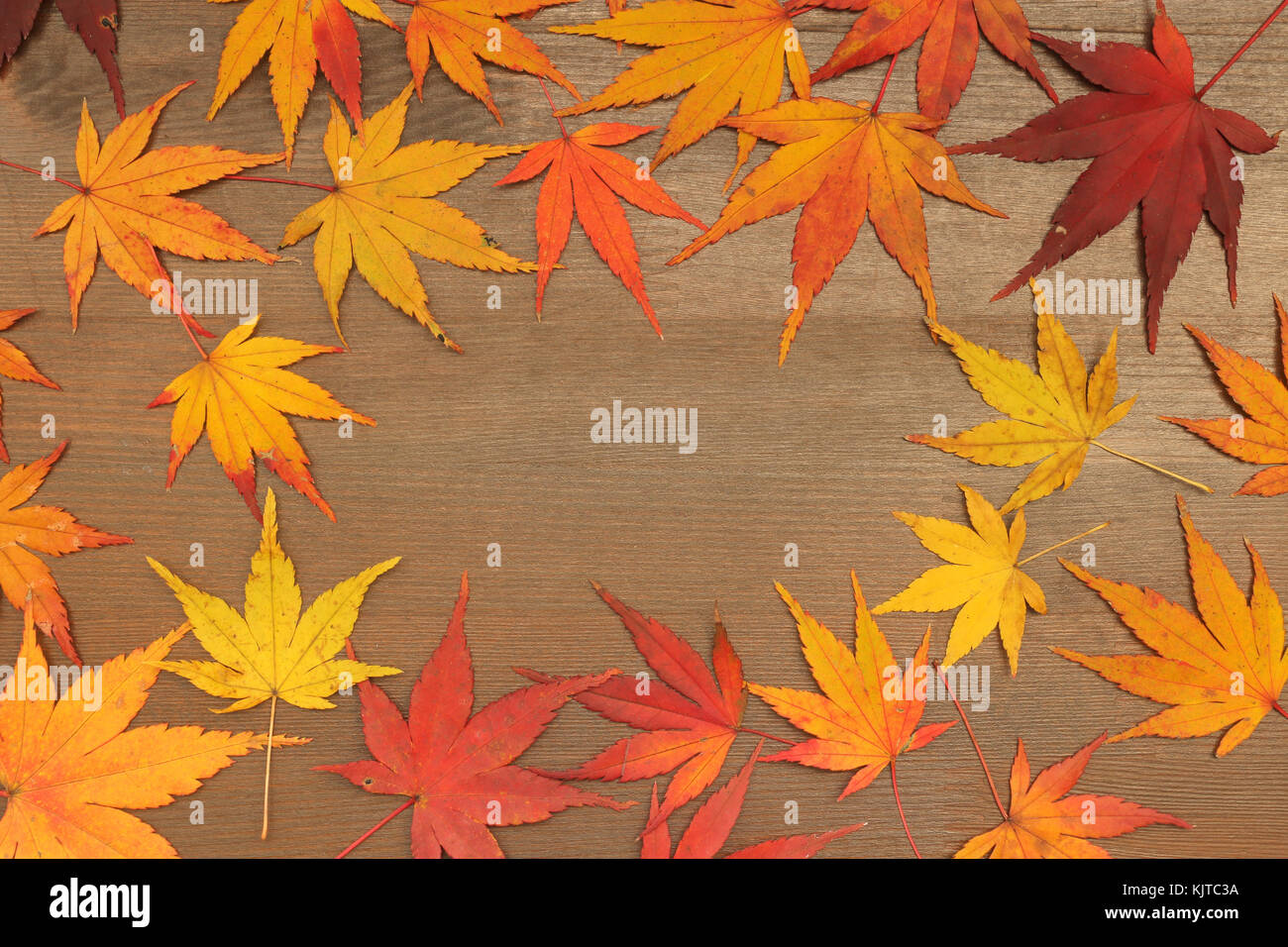 Automne japonais feuille d'érable sur fond de bois brun Banque D'Images