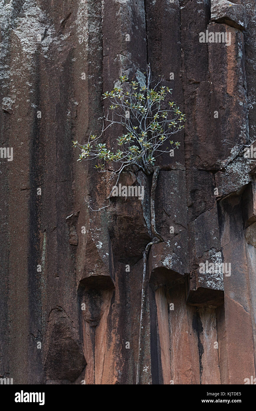 Les roches sciés se trouve à 40 mètres de la falaise de basalte avec perpendiculaire de forme octogonale de rochers, ressemblant à un gigantesque série de tuyaux d'orgue. Banque D'Images