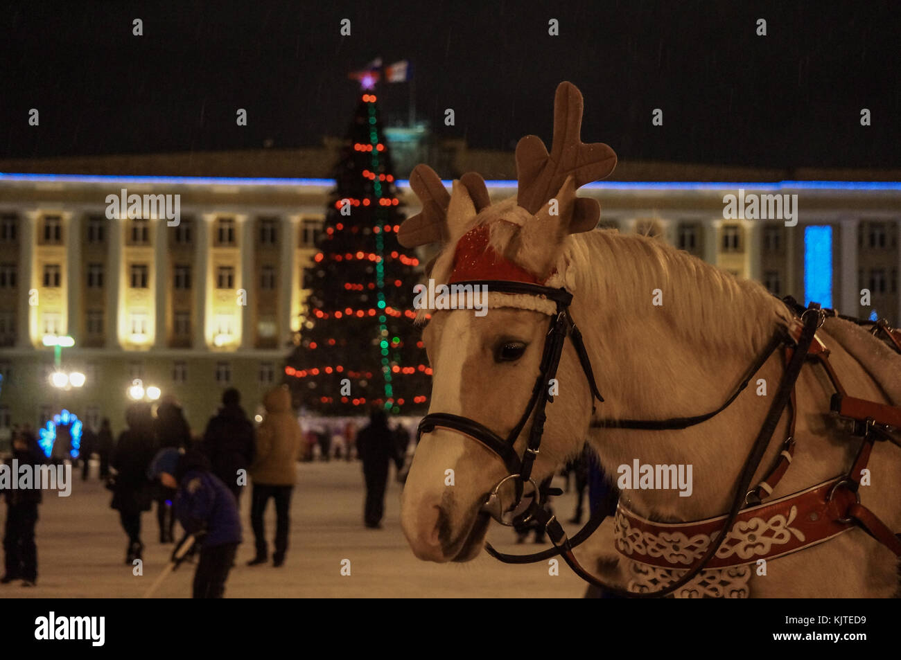 Veliki Novgorod, Russie - 02.01.2017 : cheval devant l'arbre de Noël Banque D'Images