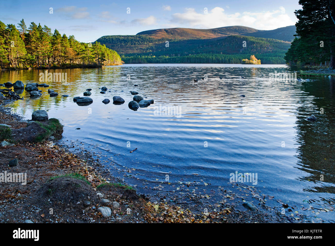 Loch an Eilein, Rothiemurchus, Cairngorms, Highlands écossais, l'automne, l'île avec château en ruine dans la distance illuminée par la lumière du soleil. Banque D'Images