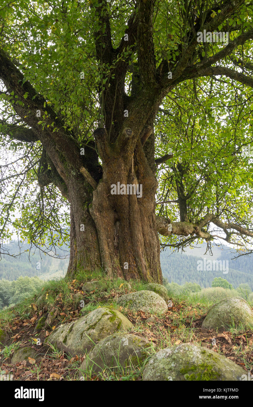 Vieil arbre solitaire on meadow Banque D'Images