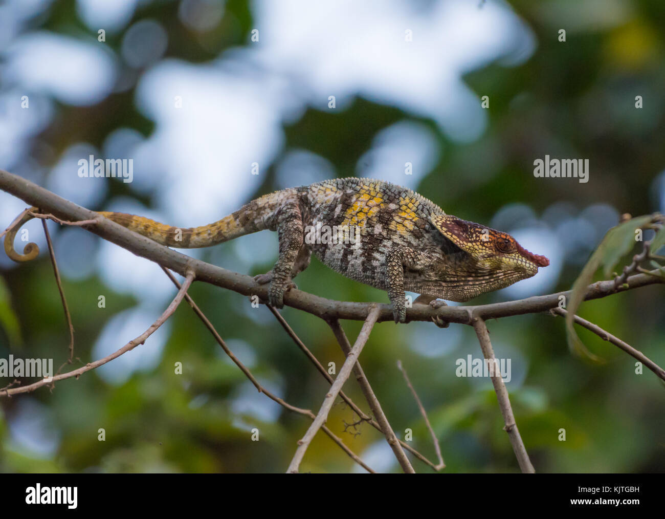 Un short-horned chameleon (brevicorne calumma) sur une branche. andasibe mantadia. parc national de Madagascar, de l'Afrique. Banque D'Images