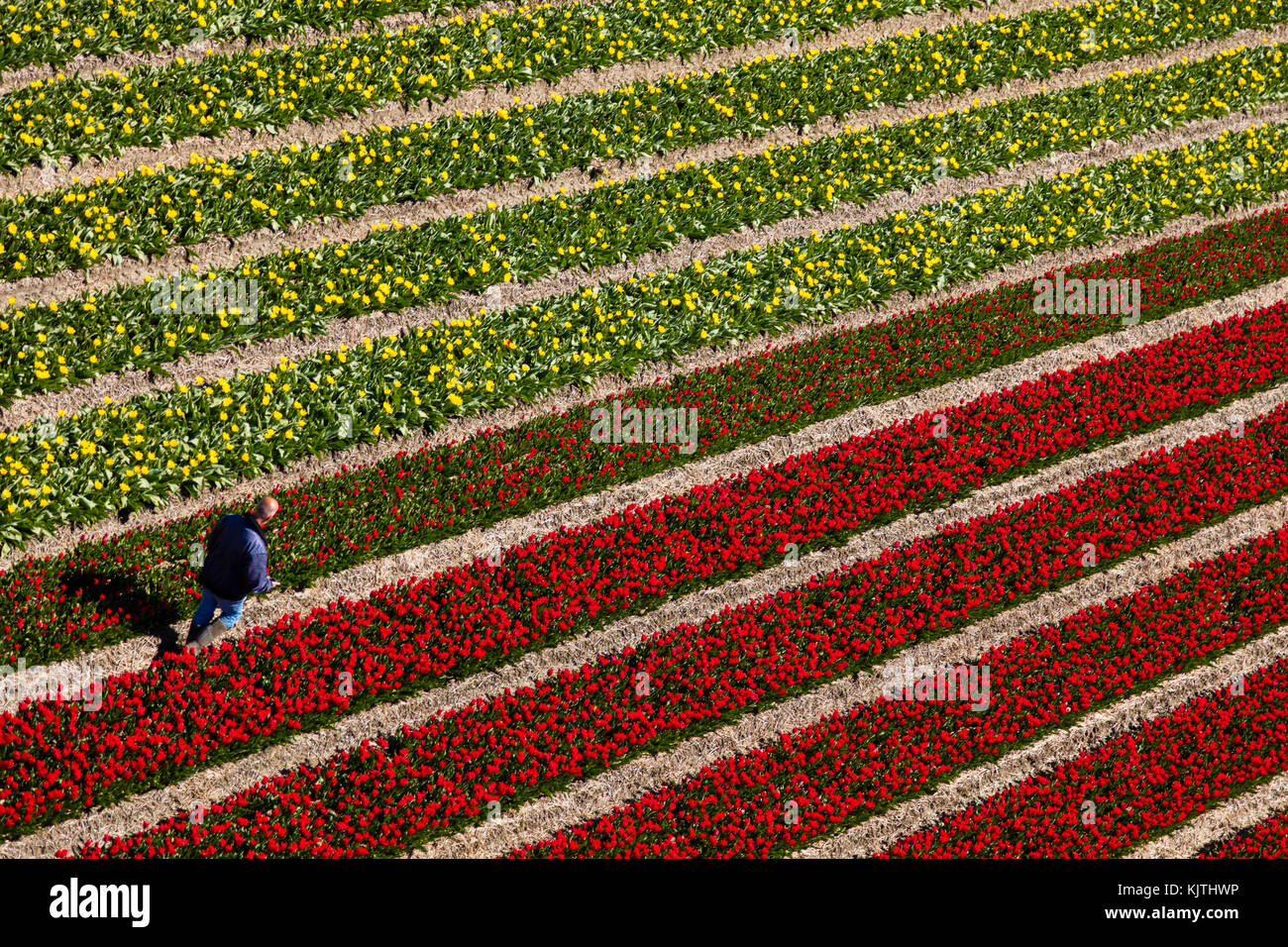 Vue aérienne des champs de tulipes en Hollande du Nord, pays-Bas Banque D'Images