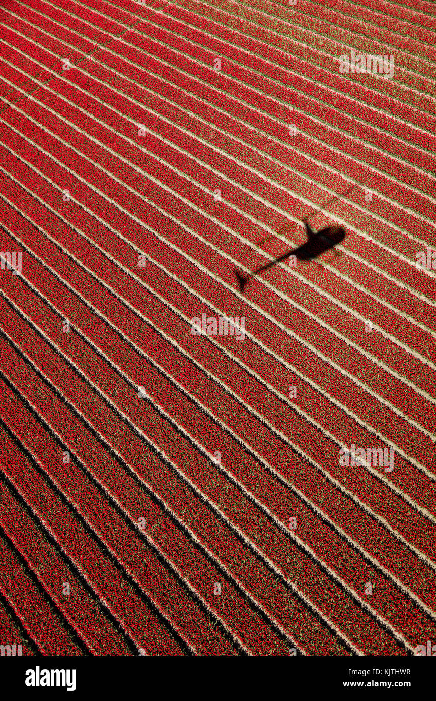 Vue aérienne du champs de tulipes en Hollande du Nord, Pays-Bas Banque D'Images