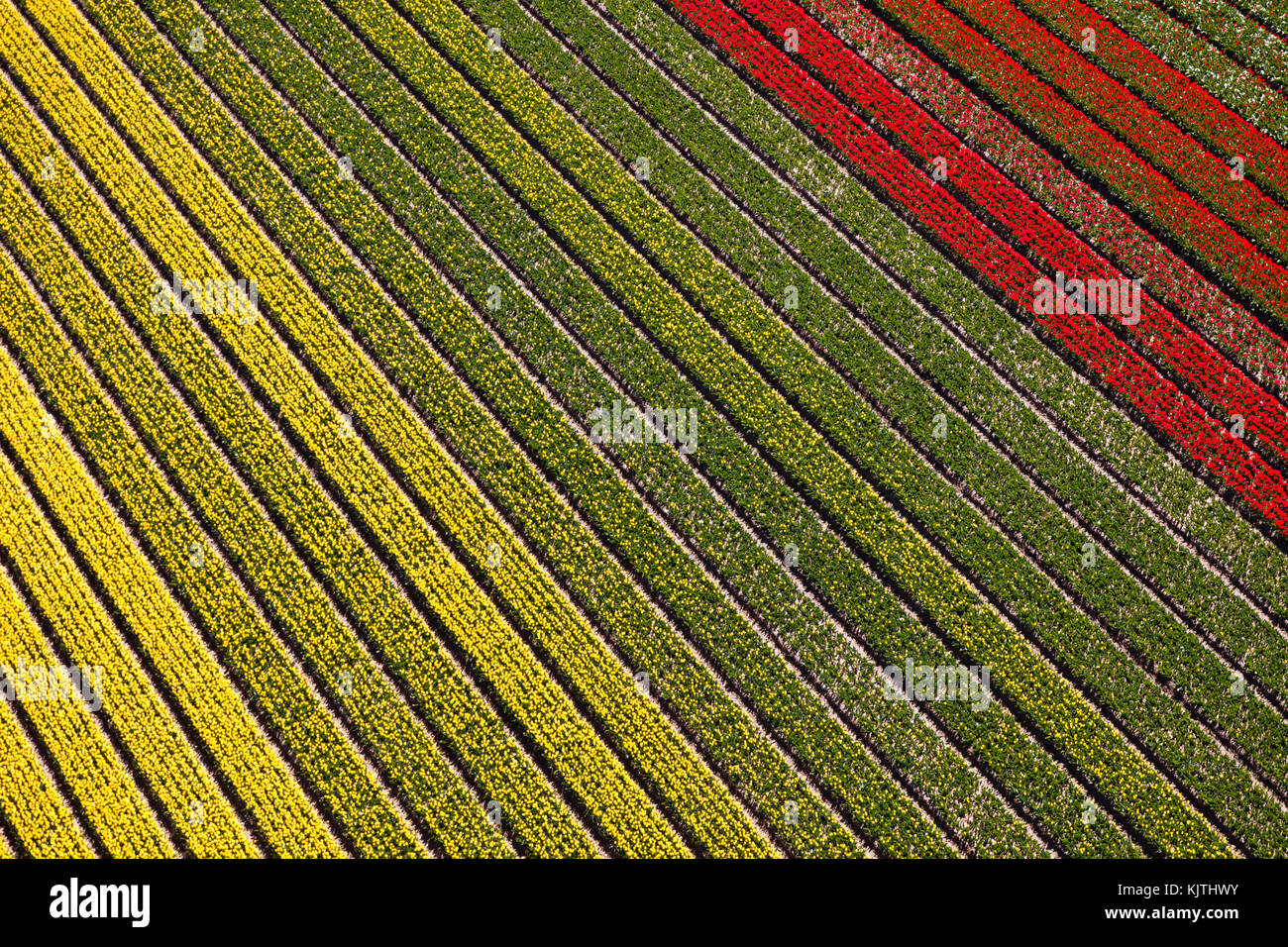 Vue aérienne du champs de tulipes en Hollande du Nord, Pays-Bas Banque D'Images