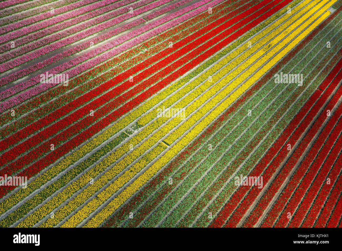Vue aérienne du champs de tulipes en Hollande du Nord, Pays-Bas Banque D'Images