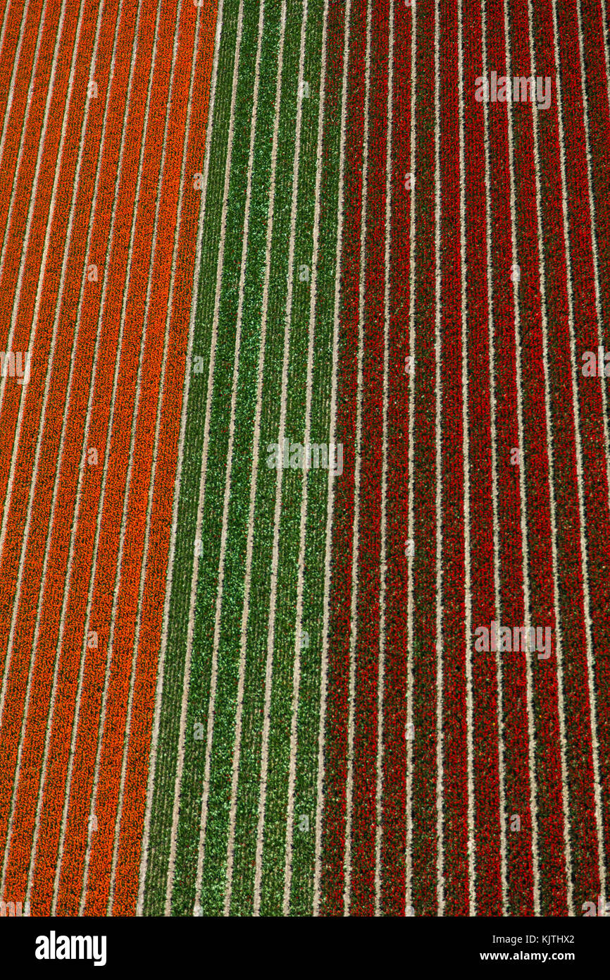 Vue aérienne du champs de tulipes en Hollande du Nord, Pays-Bas Banque D'Images