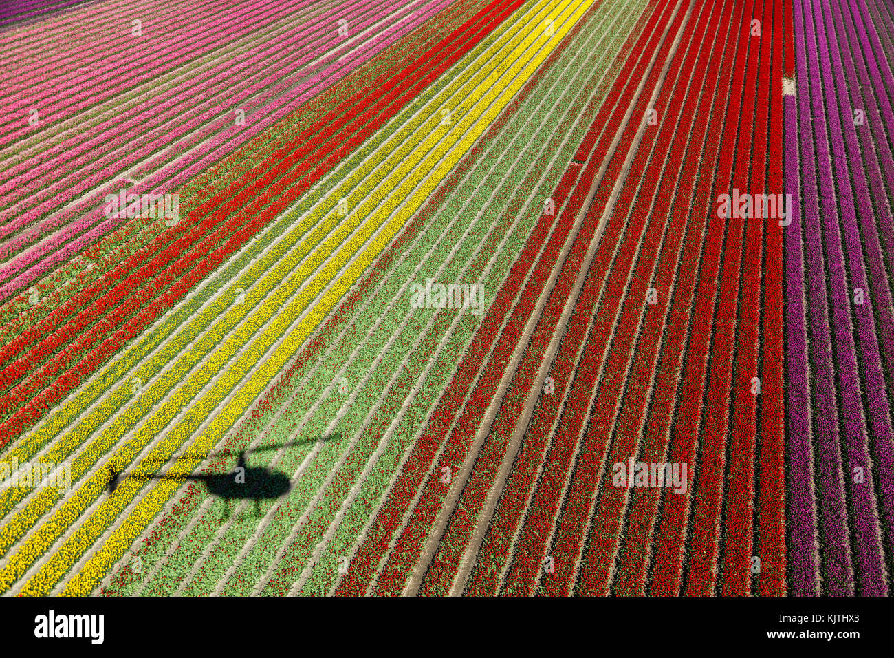 Vue aérienne du champs de tulipes en Hollande du Nord, Pays-Bas Banque D'Images