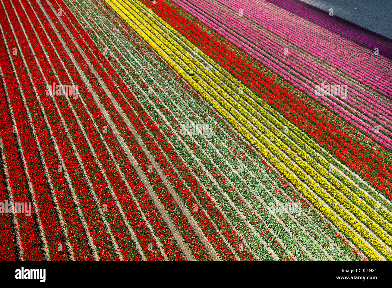 Vue aérienne du champs de tulipes en Hollande du Nord, Pays-Bas Banque D'Images