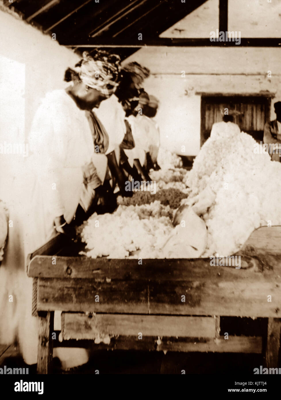 Le tri et le nettoyage du coton en St Vincent début des années 1900 Banque D'Images