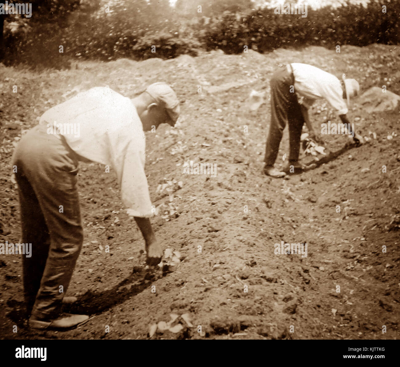 Dans seadlings coton amincissement St Vincent début des années 1900 Banque D'Images