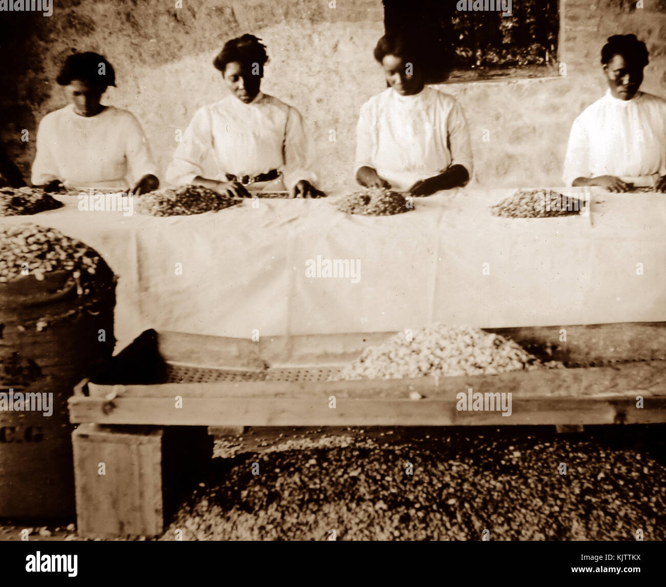 Ramasser les graines de coton à St Vincent début des années 1900 Banque D'Images