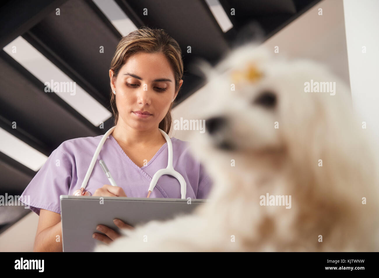 La pratique médicale avec femme travaillant comme médicaments vétérinaires, vétérinaire à l'aide de tablet ordinateur lors de l'appel de la chambre, après visite Banque D'Images