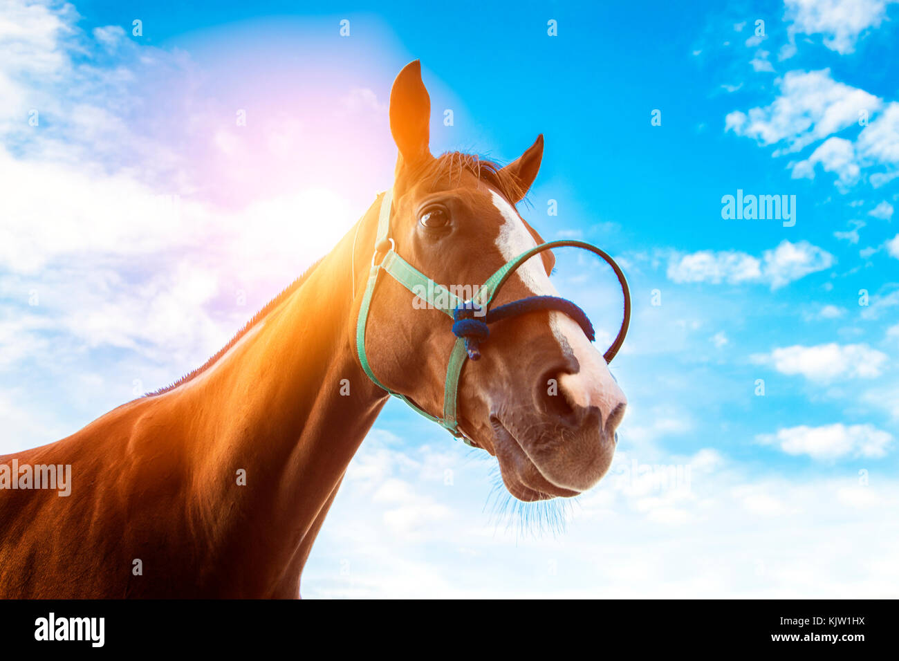 Visage de confiance face à des chevaux de course avec corde sur fond de ciel bleu Banque D'Images