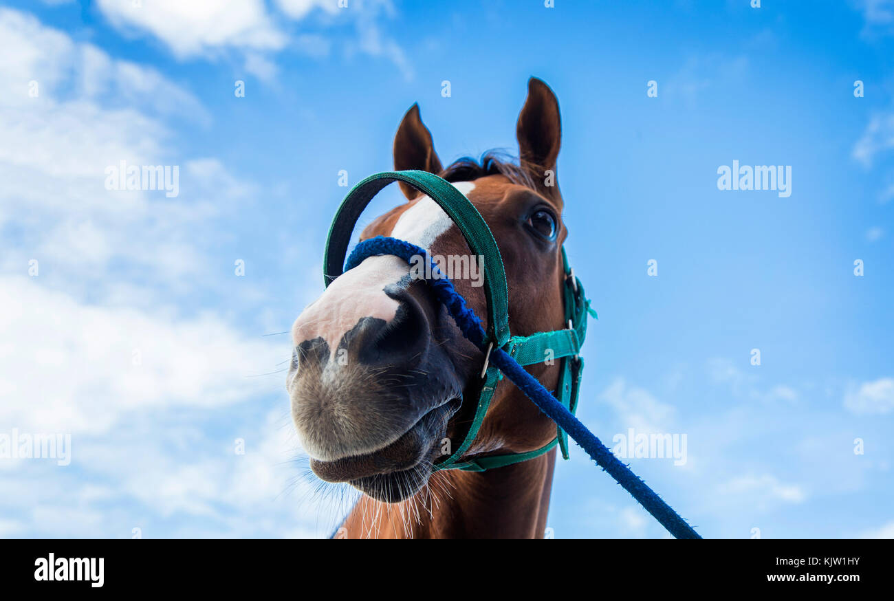 Close up le nez et la bouche du cheval de course avec corde sur fond de ciel bleu Banque D'Images