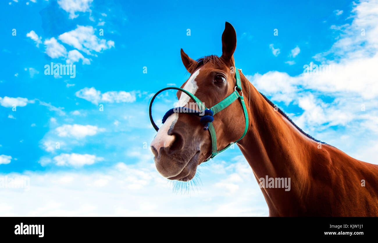 Visage de confiance face à des chevaux de course avec corde sur fond de ciel bleu Banque D'Images