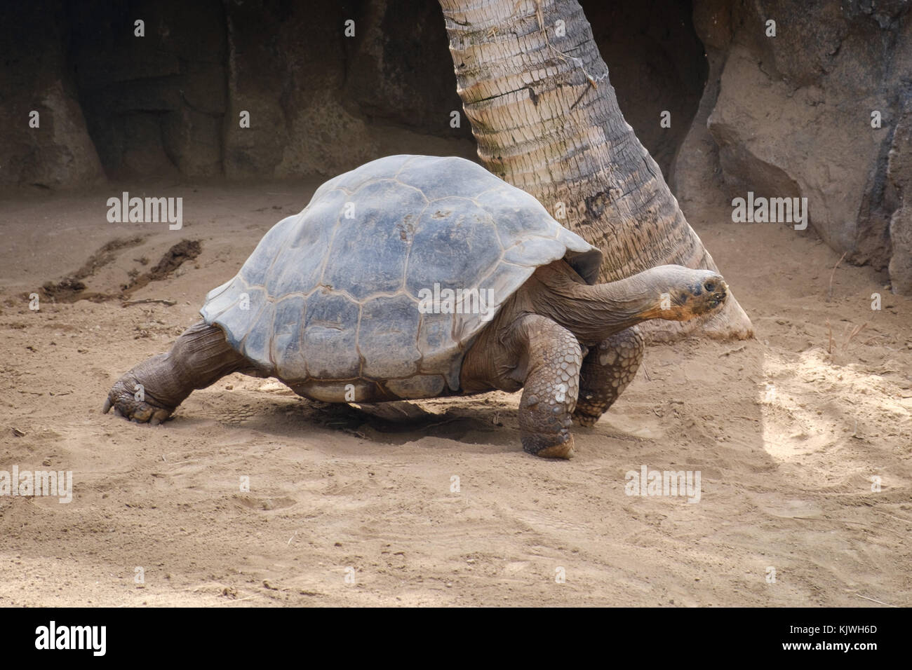 Bon Anniversaire Gigantae Grande Tortue Photo Stock Alamy