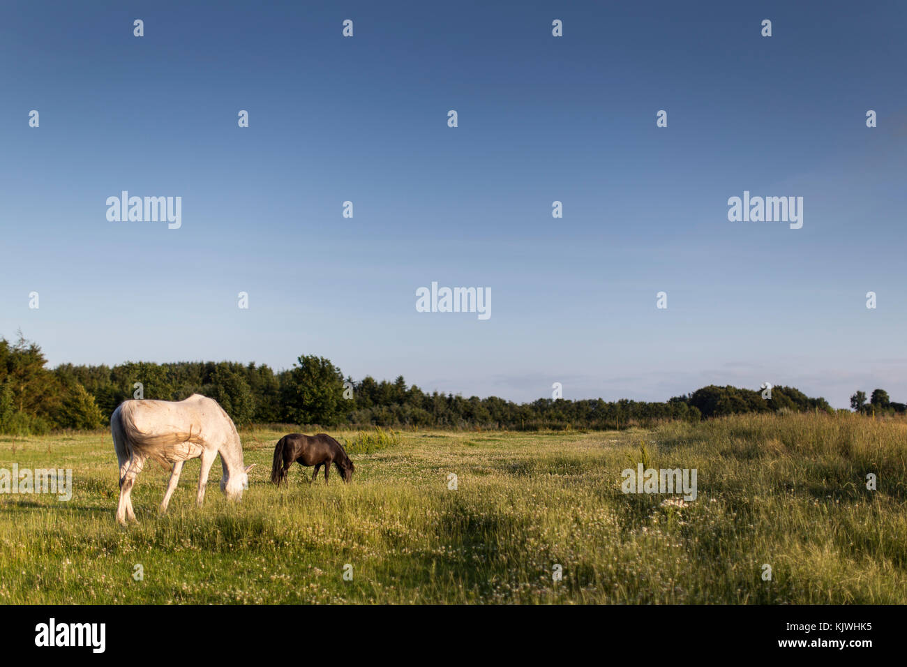 Chevaux et poneys sur pelouse en été. DSI Tetra - démo Fxpansion Banque D'Images