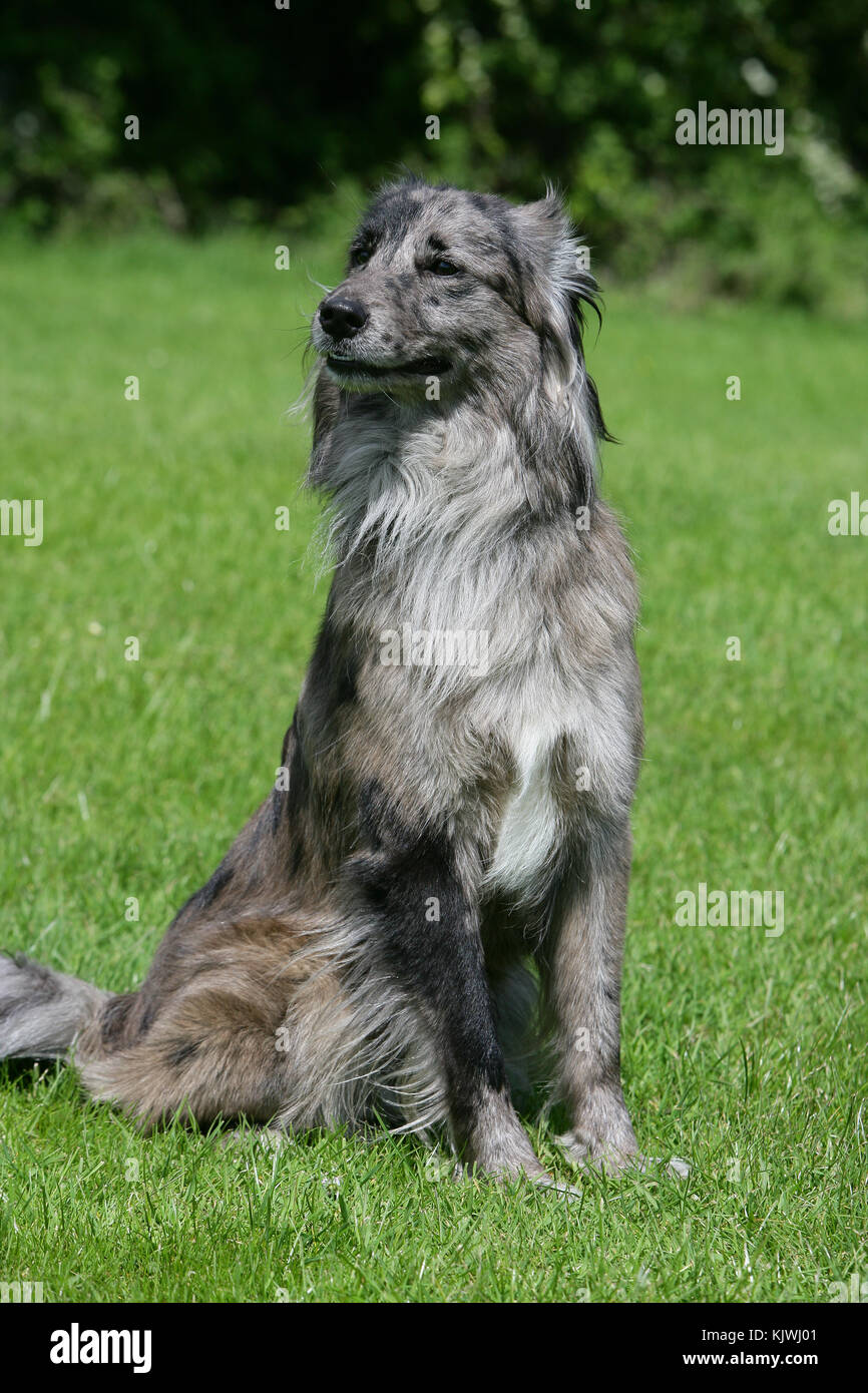 Sheepdog - Pyrénéen Sheepdog Labrit Photo Stock - Alamy