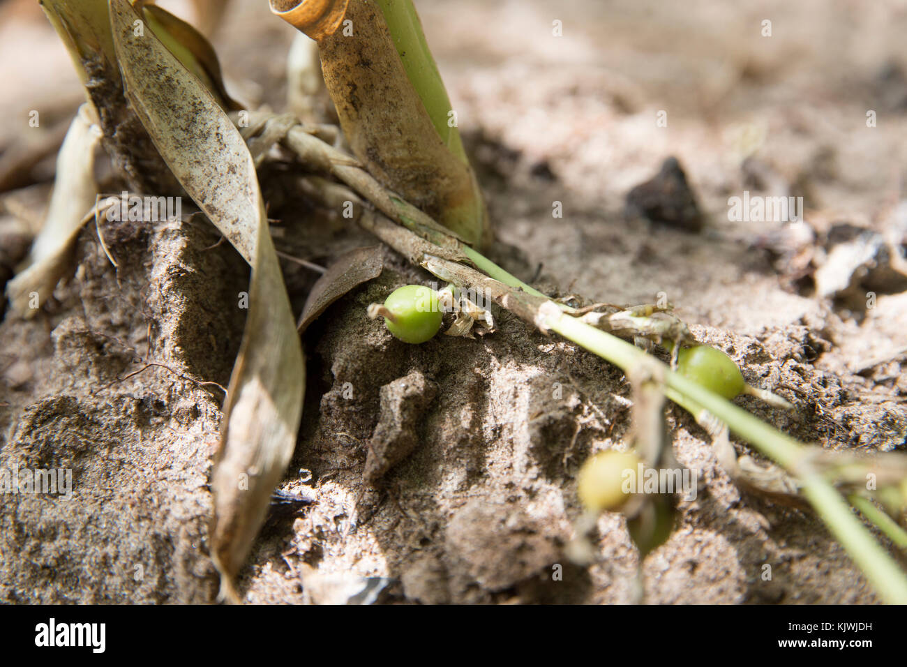 Zanzibar, Tanzanie ; Cardamone développe à une épice ferme sur l'île. Banque D'Images