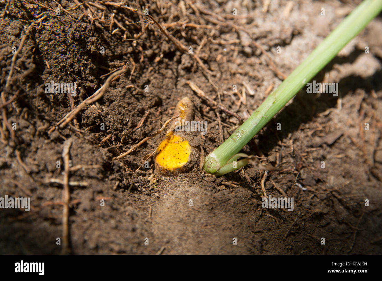 Zanzibar, Tanzanie ; rhizome de Curcuma accroît à une épice ferme sur l'île. Banque D'Images