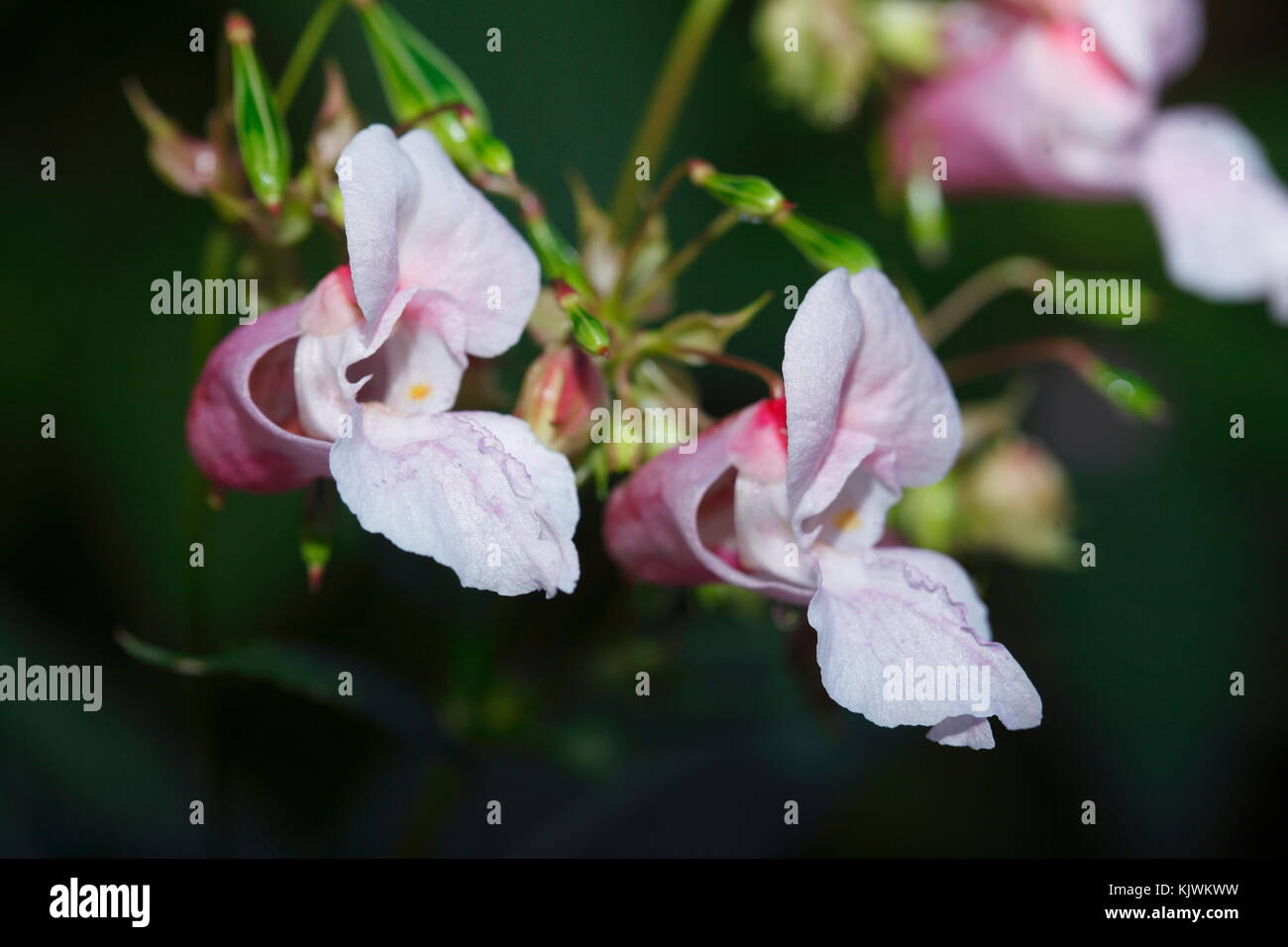 Balsam bleu de l'Himalaya (Impatiens glandulifera), fleurs de néophyte au printemps Banque D'Images
