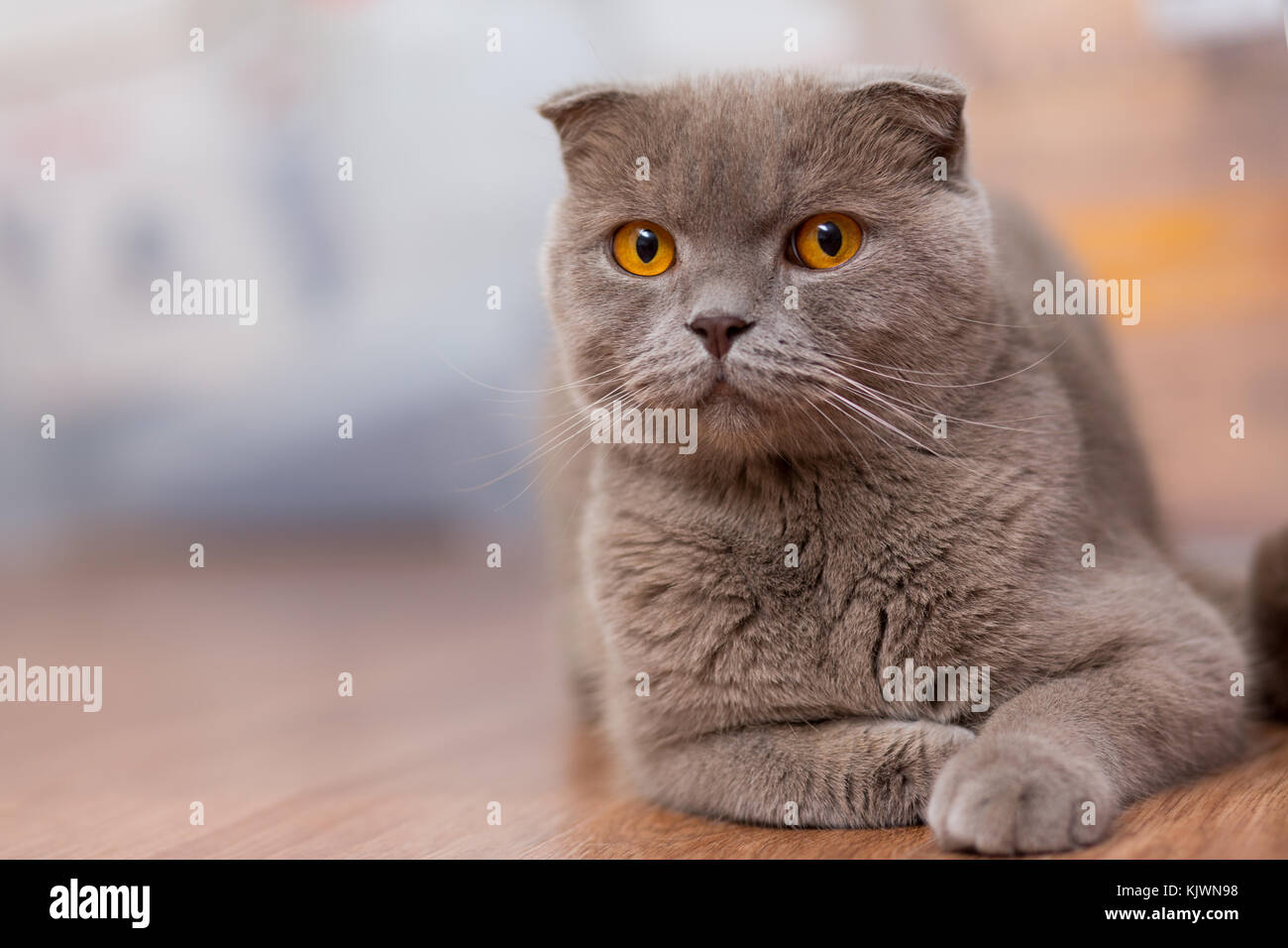 Race De Chat Scottish Fold Couleur Marron Avec Des Yeux Orange Se Trouvant Sur Le Plancher Photo Stock Alamy Race De Chat Scottish Fold Couleur Marron Avec Des Yeux Orange Se Trouvant Sur Le Plancher Photo Stock Alamy