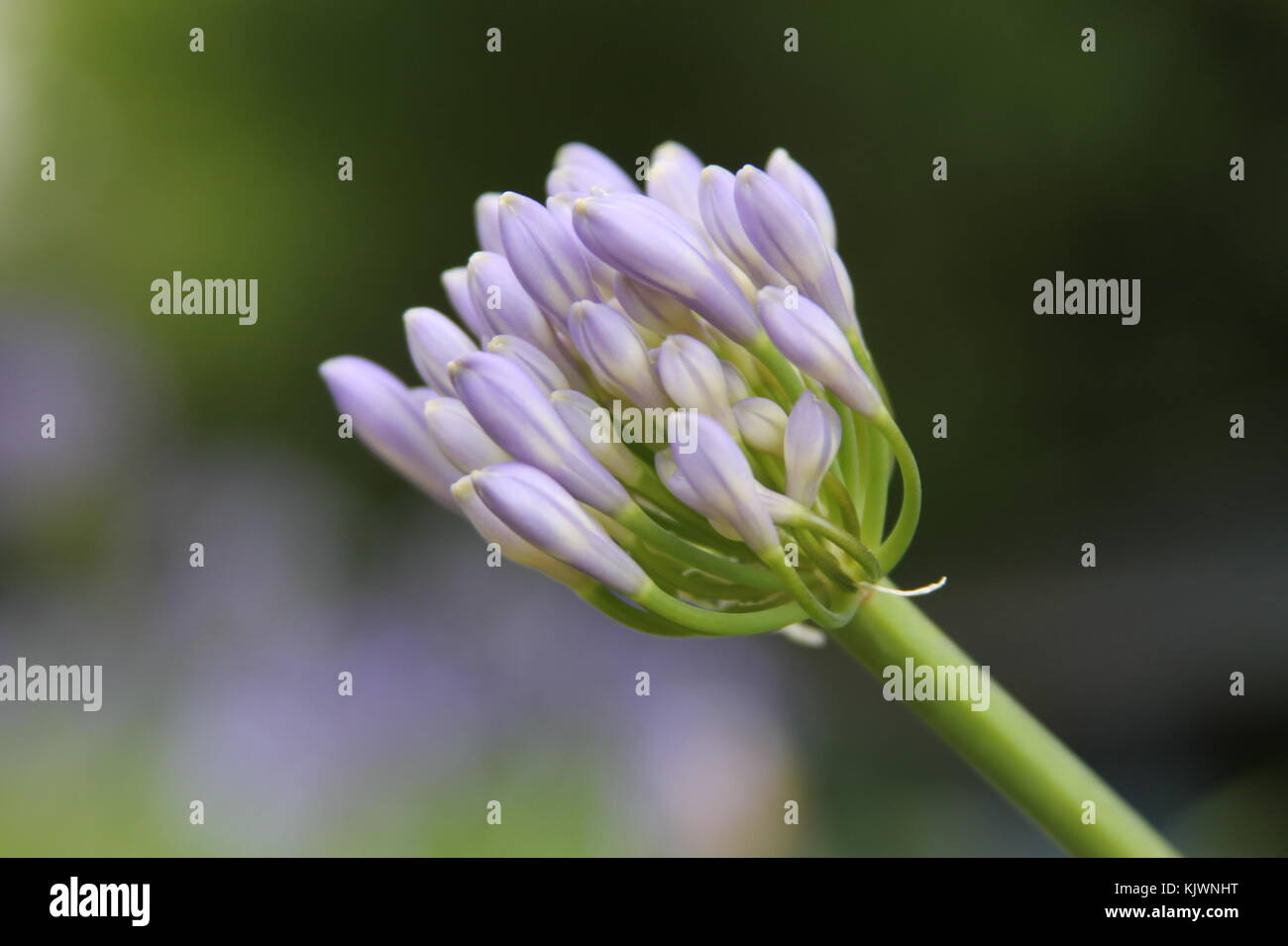 Lily of the Nile fleur en macro étape avant la floraison Banque D'Images