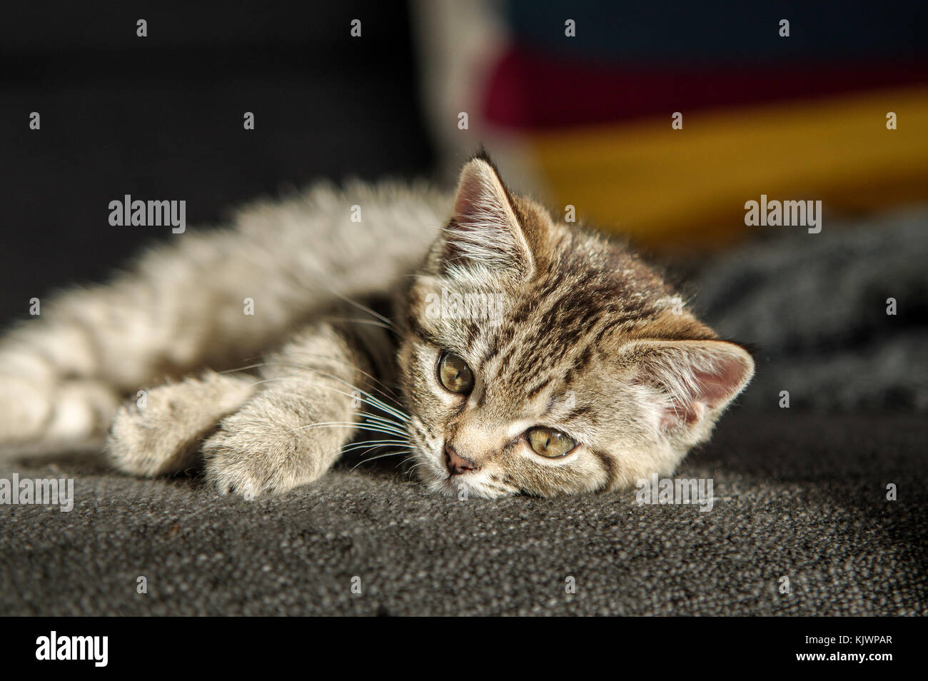 Tabby adorable chaton de sauvetage de vous détendre sur un canapé ensoleillée dans sa nouvelle maison Banque D'Images