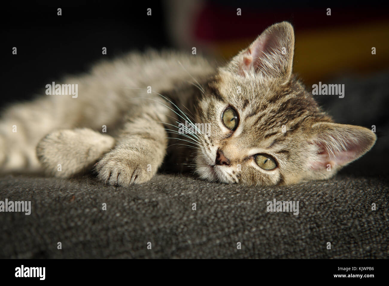 Tabby adorable chaton de sauvetage de vous détendre sur un canapé ensoleillée dans sa nouvelle maison Banque D'Images