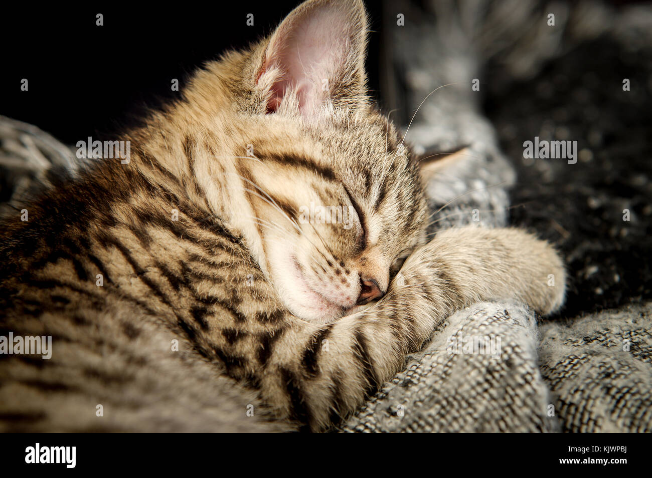 Tabby adorable chaton de sauvetage endormi dans sa nouvelle maison Banque D'Images