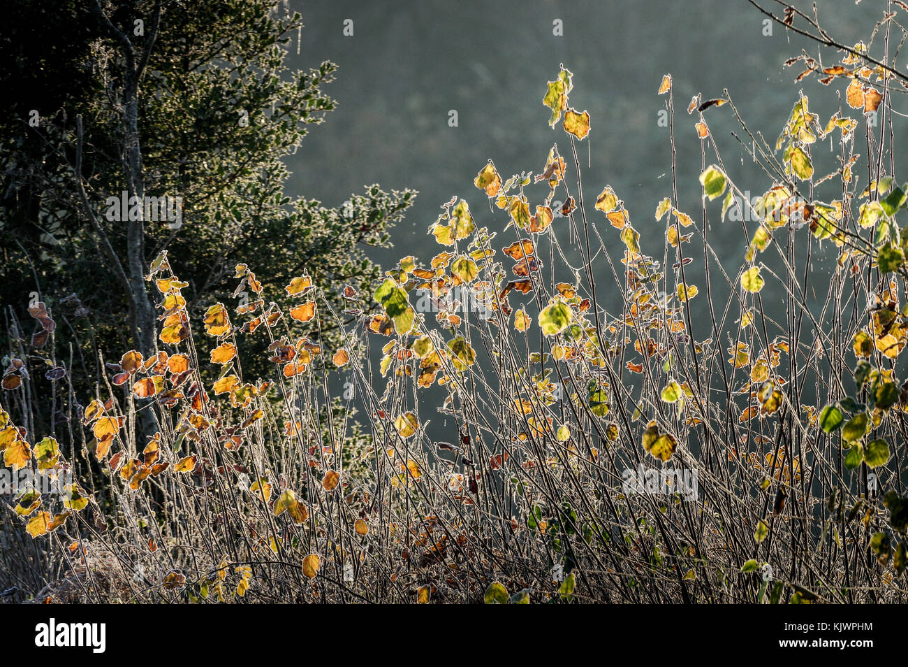 Matin givre couvrant les feuilles d'automne sous un soleil radieux - Réserve naturelle Réserve Naturelle Bedelands dans West Sussex Banque D'Images