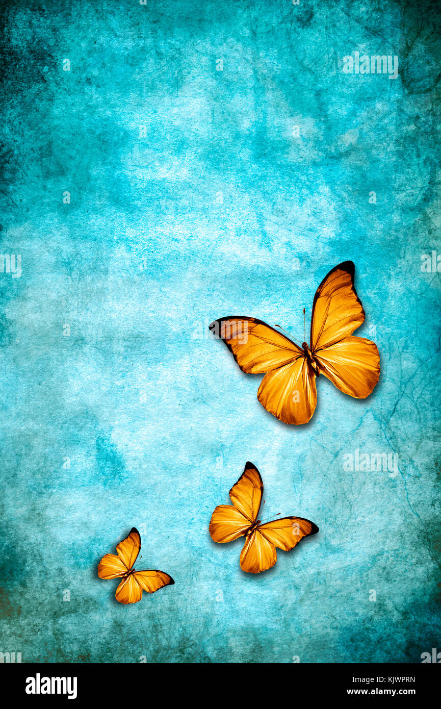 Papillons jaune bleu survolant un grunge background with copy space Banque D'Images
