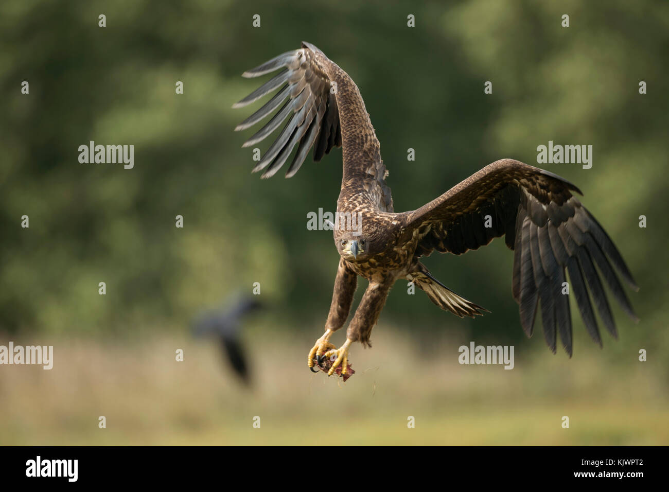 Aigle à queue blanche / aigle de mer ( Haliaeetus albicilla ) jeune adolescent en vol, volant, arrivant, avec des talons suspendus, puissant coup de vue frontal. Banque D'Images