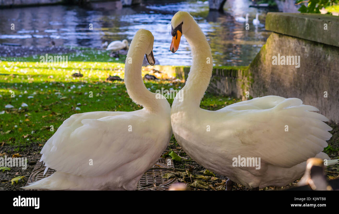 Belgique, bruges, Begijnhof, le couple de cygnes sur la rive dans l'amour de la danse, d'Minnehof VOF Banque D'Images