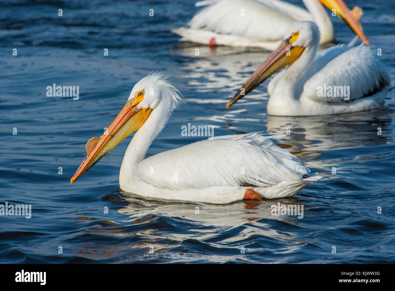 Pélicans blancs (Pelecanus erythrorhynchos), Sand Lake NWR, S. Dakota, USA par Bruce Montagne/Dembinsky Assoc Photo Banque D'Images